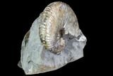 Ammonite (Hoploscaphities) Fossil - South Dakota #86202-1